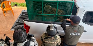 Asegura la Profepa dos tigres de Bengala en Coalcomán, Michoacán