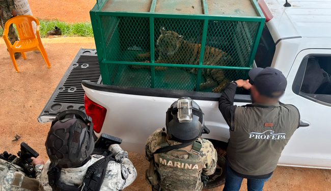 Asegura la Profepa dos tigres de Bengala en Coalcomán, Michoacán