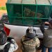 Asegura la Profepa dos tigres de Bengala en Coalcomán, Michoacán
