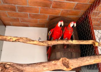Profepa y Sedena aseguran 252 ejemplares de aves, en Mazatlán