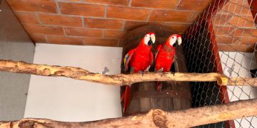 Profepa y Sedena aseguran 252 ejemplares de aves, en Mazatlán