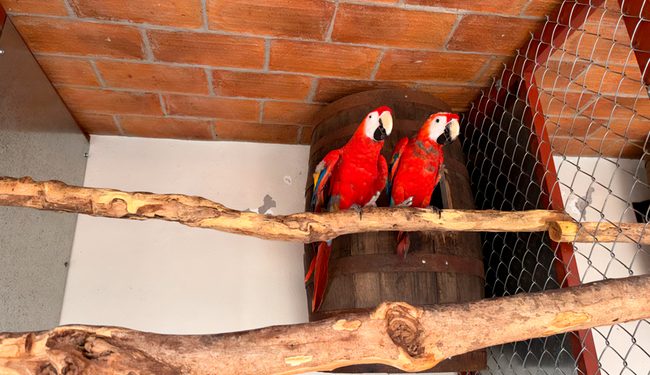 Profepa y Sedena aseguran 252 ejemplares de aves, en Mazatlán