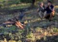 Libera Profepa ejemplar de águila real en Chihuahua
