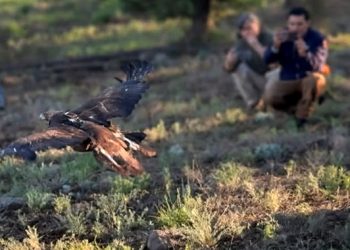 Libera Profepa ejemplar de águila real en Chihuahua