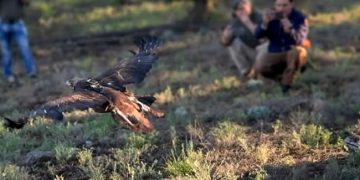 Libera Profepa ejemplar de águila real en Chihuahua