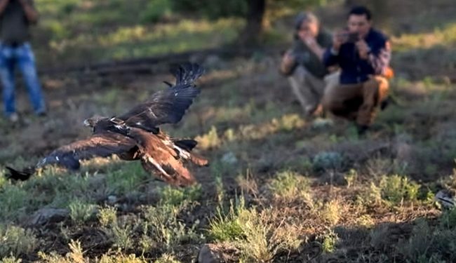 Libera Profepa ejemplar de águila real en Chihuahua