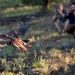 Libera Profepa ejemplar de águila real en Chihuahua
