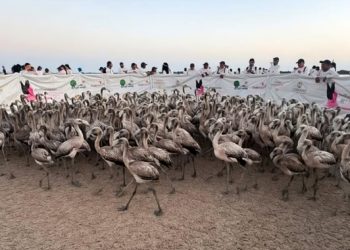 Participa Profepa en anillamiento de 425 flamencos en la Reserva de la Biosfera Ría Celestún