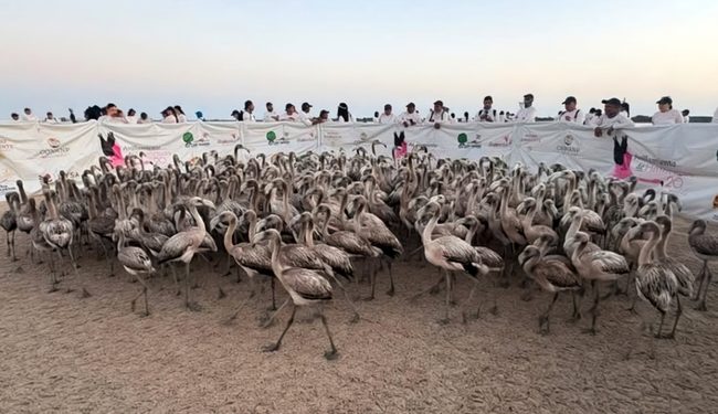 Participa Profepa en anillamiento de 425 flamencos en la Reserva de la Biosfera Ría Celestún