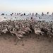 Participa Profepa en anillamiento de 425 flamencos en la Reserva de la Biosfera Ría Celestún