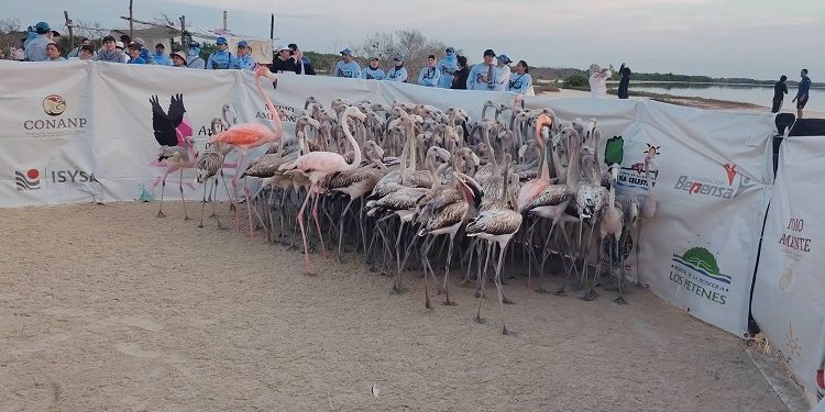 Fundación Pedro y Elena Hernández punta de lanza en la investigación y protección del Flamenco del Caribe.