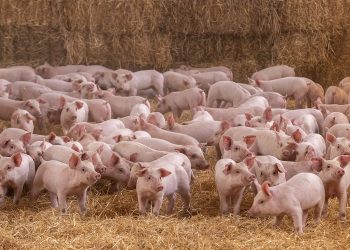 Altosano-Granjas Carroll 7 años con certificación por Bienestar Animal