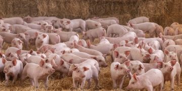 Altosano-Granjas Carroll 7 años con certificación por Bienestar Animal