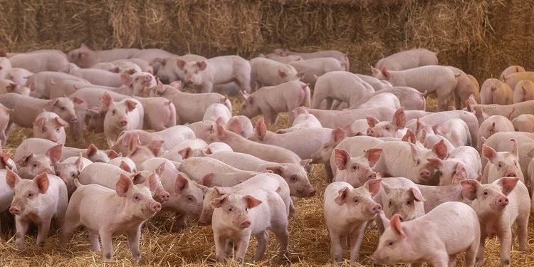 Altosano-Granjas Carroll 7 años con certificación por Bienestar Animal