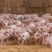 Altosano-Granjas Carroll 7 años con certificación por Bienestar Animal