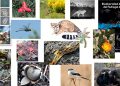 A cargo de la UNAM, uno de los principales espacios de conservación ecológica de la Ciudad de México