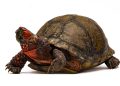 Investigadores BUAP registran nuevos ejemplares de tortuga en el estado de Puebla