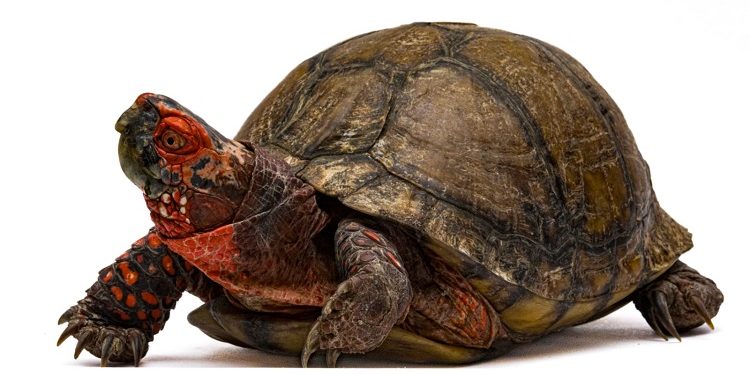 Investigadores BUAP registran nuevos ejemplares de tortuga en el estado de Puebla