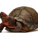 Investigadores BUAP registran nuevos ejemplares de tortuga en el estado de Puebla