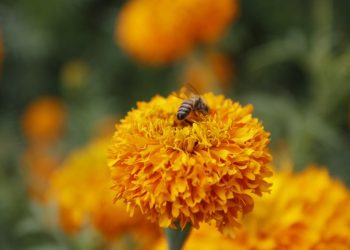 Puebla florece como principal productor de cempasúchil en México