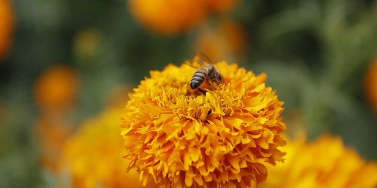 Puebla florece como principal productor de cempasúchil en México