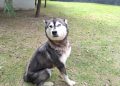 SEDIF realiza aseguramiento precautorio de una canina por presunto maltrato