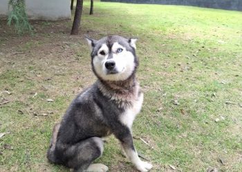 SEDIF realiza aseguramiento precautorio de una canina por presunto maltrato