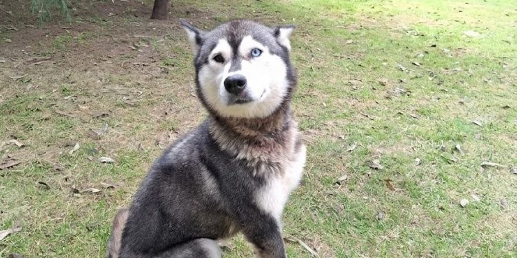 SEDIF realiza aseguramiento precautorio de una canina por presunto maltrato