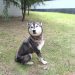 SEDIF realiza aseguramiento precautorio de una canina por presunto maltrato
