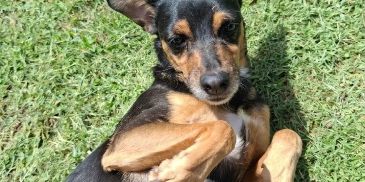 SEDIF y Fiscalía protegen a tres caninos ante presunto maltrato