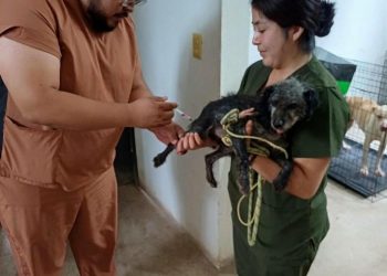 Salud y SEDIF aplican vacunas antirrábicas a caninos bajo resguardo