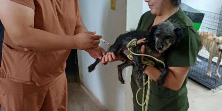 Salud y SEDIF aplican vacunas antirrábicas a caninos bajo resguardo