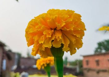 Atlixco, uno de los principales productores de Flor de Cempásuchil