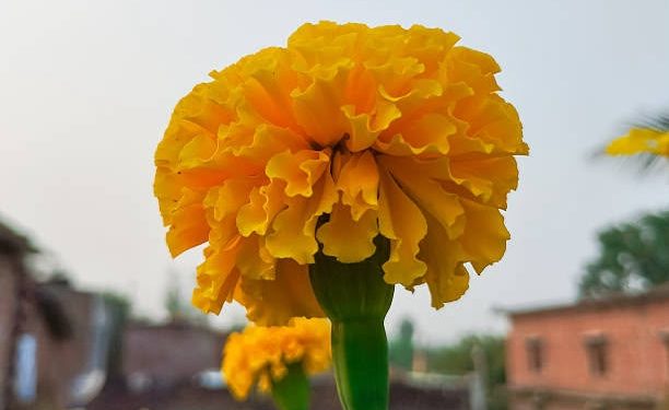 Atlixco, uno de los principales productores de Flor de Cempásuchil