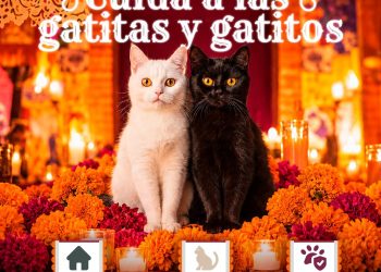 Refuerza Gobierno de la Ciudad medidas de protección animal por Día de Muertos