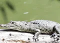 Capturan a ‘Fugaz’, el cocodrilo que vivía en la Laguna de San Baltazar, tras 11 meses de búsqueda