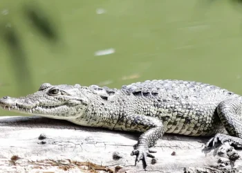 Capturan a ‘Fugaz’, el cocodrilo que vivía en la Laguna de San Baltazar, tras 11 meses de búsqueda