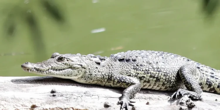 Capturan a ‘Fugaz’, el cocodrilo que vivía en la Laguna de San Baltazar, tras 11 meses de búsqueda