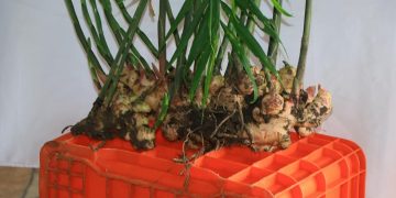 Protege SADR la producción de jengibre en la Sierra Norte de Puebla