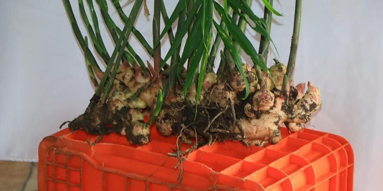 Protege SADR la producción de jengibre en la Sierra Norte de Puebla