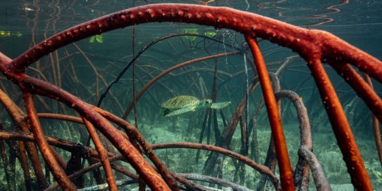 El mundo está lejos de cumplir sus metas para frenar la destrucción de la naturaleza