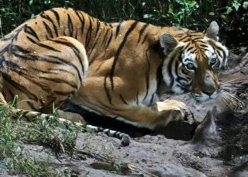 Profepa asegura cinco ejemplares de fauna silvestre en Michoacán