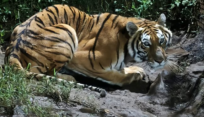 Profepa asegura cinco ejemplares de fauna silvestre en Michoacán