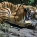 Profepa asegura cinco ejemplares de fauna silvestre en Michoacán