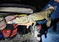 Profepa captura cocodrilo de la Laguna de San Baltazar, en Puebla