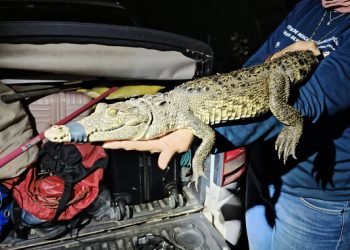 Profepa captura cocodrilo de la Laguna de San Baltazar, en Puebla