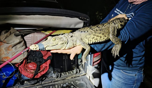 Profepa captura cocodrilo de la Laguna de San Baltazar, en Puebla
