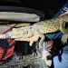 Profepa captura cocodrilo de la Laguna de San Baltazar, en Puebla