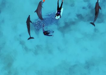 Profepa mantiene vigilancia continua sobre los nueve delfines de Dolphin Connection Cancún y constata los avances en sus condiciones