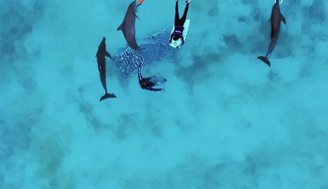 Profepa mantiene vigilancia continua sobre los nueve delfines de Dolphin Connection Cancún y constata los avances en sus condiciones
